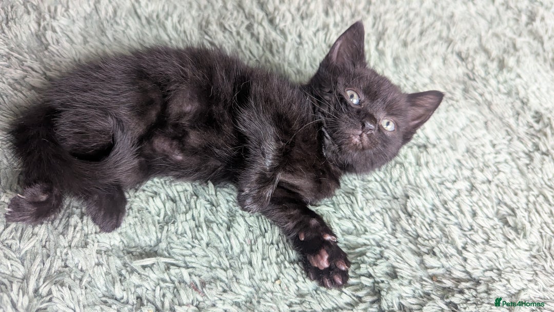 Mixed Breed cats for sale: Mixed coloured beautiful kittens 3 girls 3 boys  - Image 10