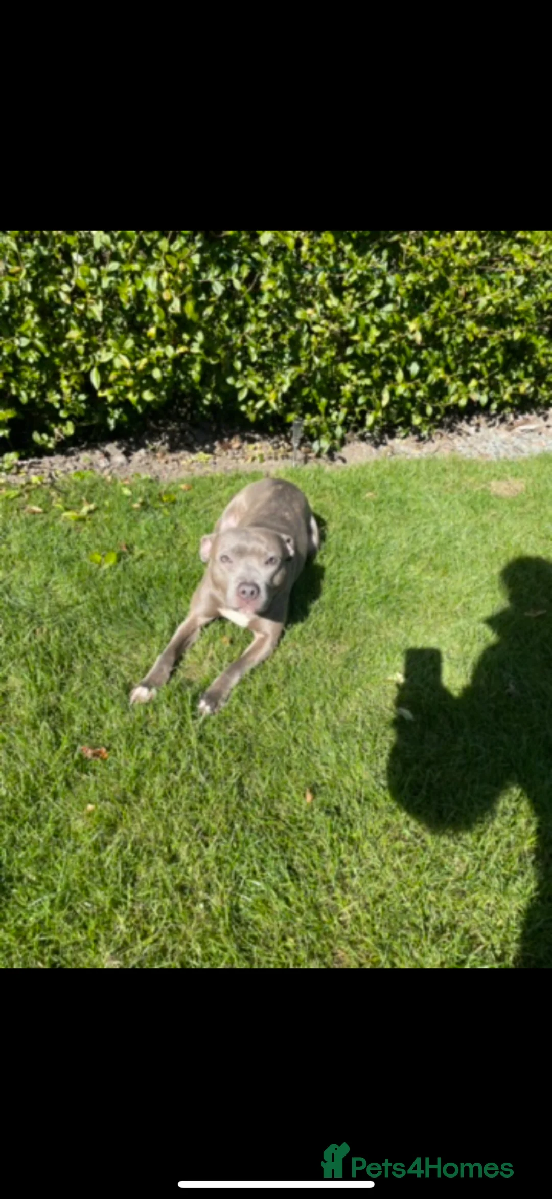 Staffordshire Bull Terrier dogs for sale: Rehome my staffy  in Glasgow - Advert 3