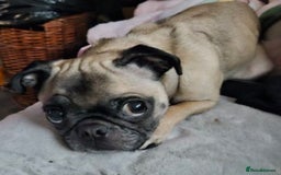 Mixed Breed dogs for sale: Pug cross looking for forever home - Image 1