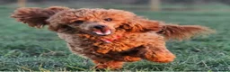 Miniature Poodle dogs for sale: Kennel club red Miniature poodle lady  - Advert 5