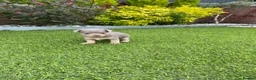 Jack Russell dogs for sale: Gorgeous Miniature Jack Russell Puppies  - Advert 23