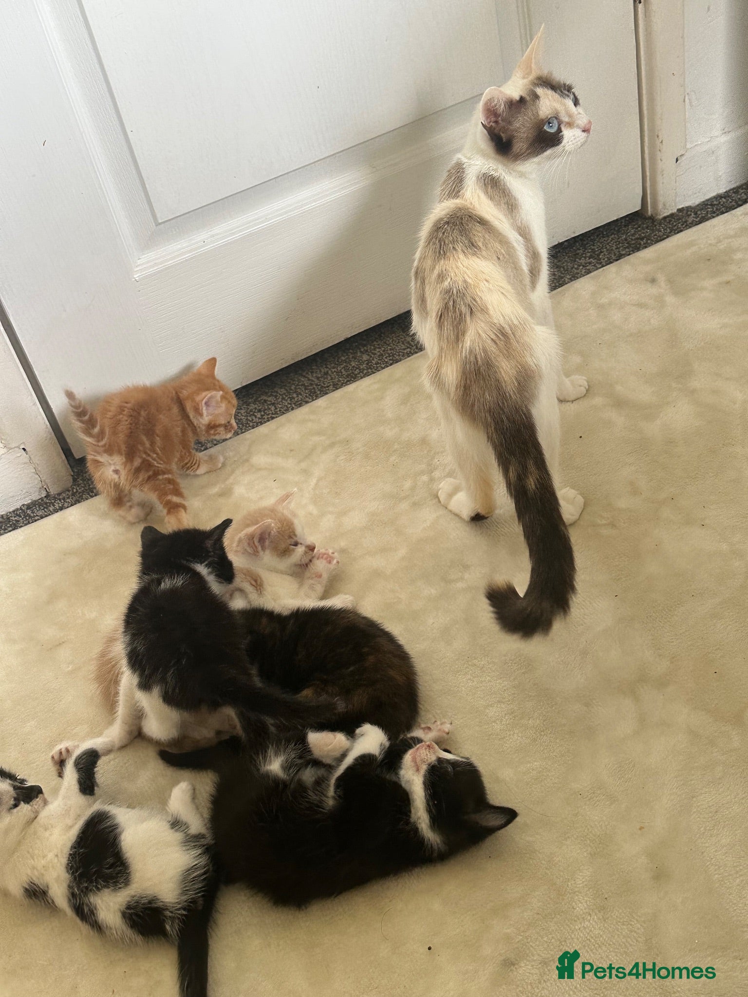 European cats 🐱 The 6 Kittens — all lovely blue eyes - Advert 3