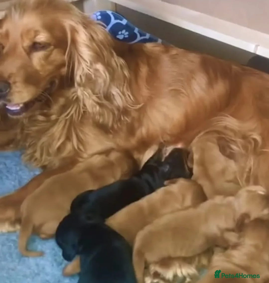 Cocker Spaniel dogs for sale: Cocker spaniel puppys in Portsmouth - Advert 3