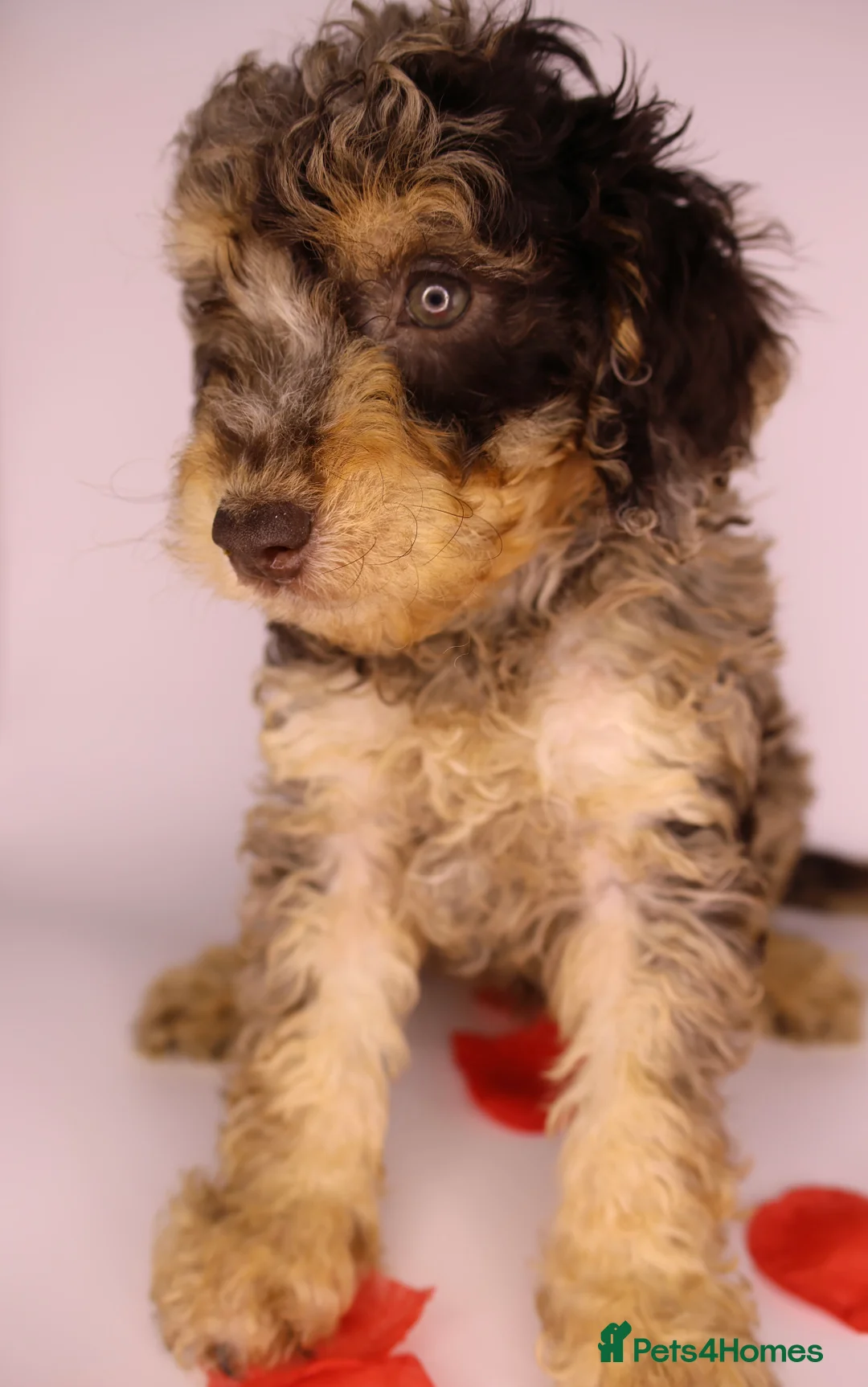 Cockapoo dogs for sale: Cute Miniature Cockapoo Babies - Advert 17