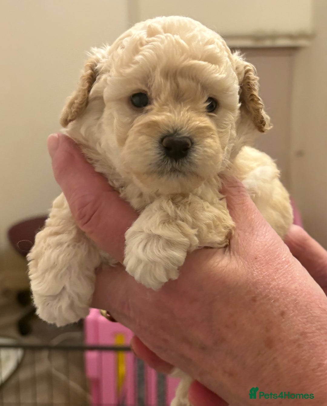 Toy Poodle dogs for sale: KC Registered Toy Poodle Puppies - Advert 3