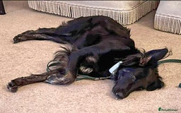 Mixed Breed dogs for adoption: Ruby – Gentle, Silly, Escape-Artist Extraordinaire - Image 10