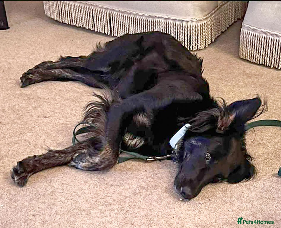 Mixed Breed dogs for adoption: Ruby – Gentle, Silly, Escape-Artist Extraordinaire - Image 10