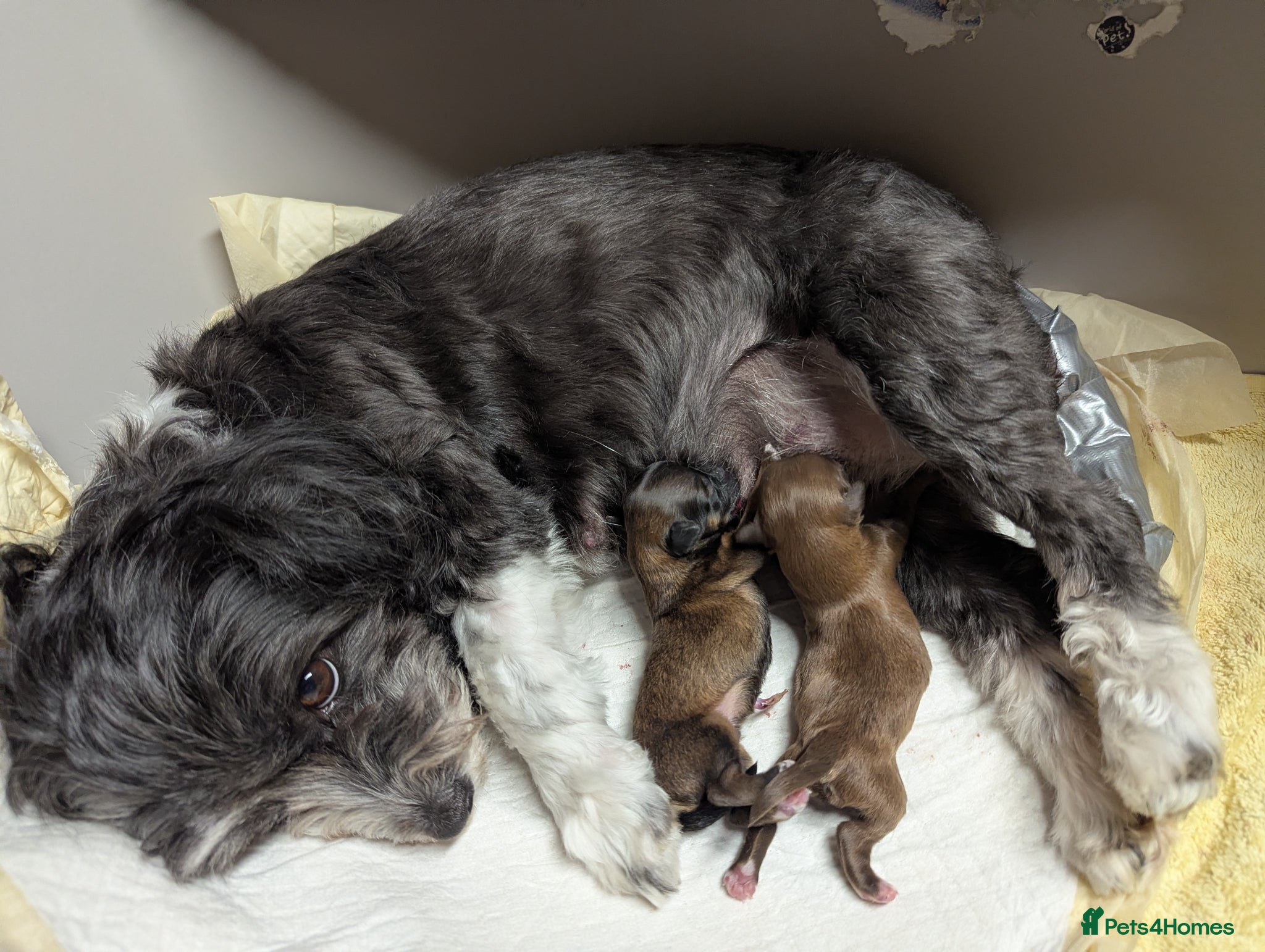 Havanese dogs for sale: Outstanding Purebred Havanese Boys  - Advert 1