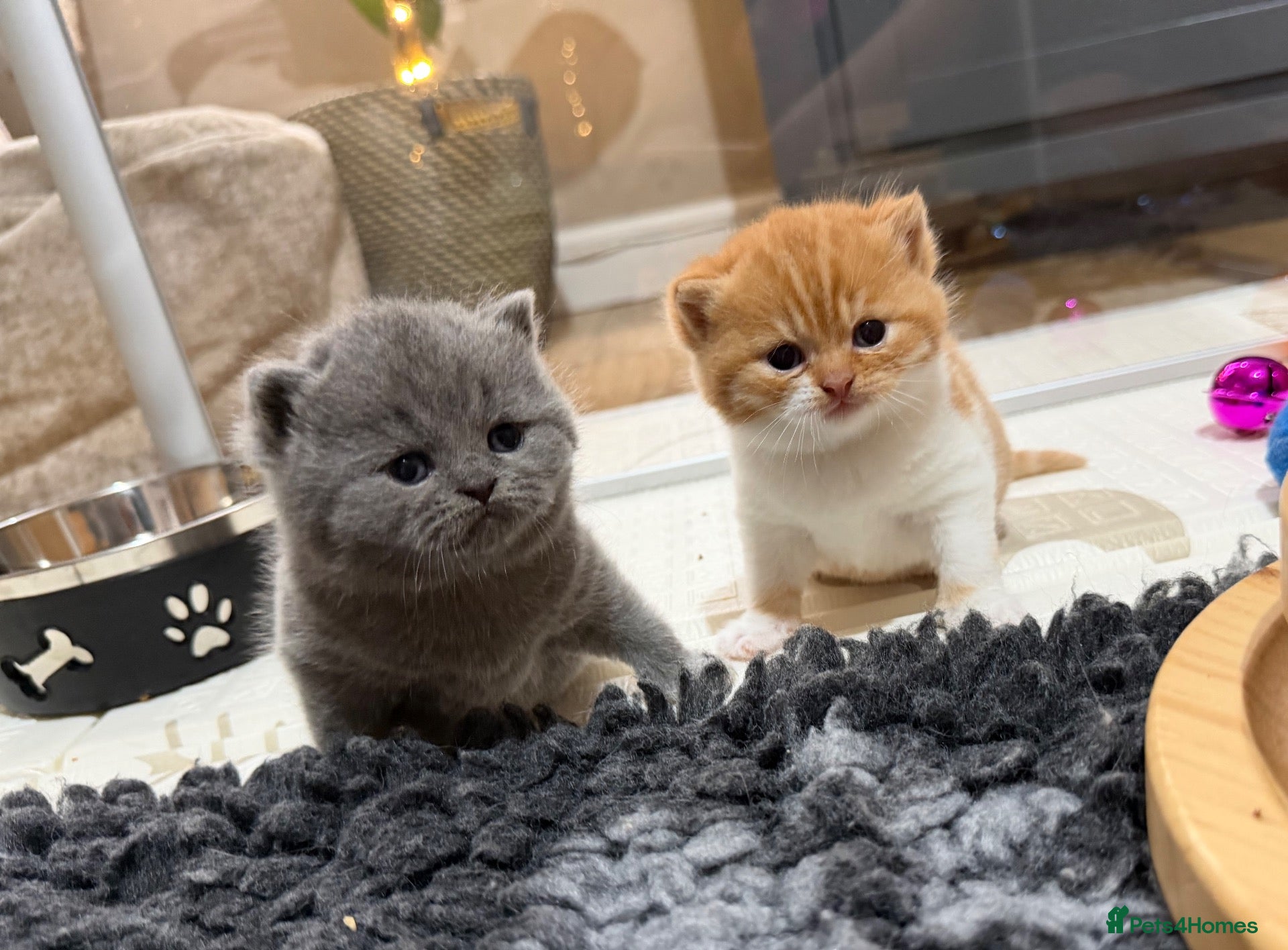 British Shorthair cats Champion GCCF british shorthair kittens  - Advert 1
