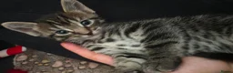 Mixed Breed cats for sale: Beautiful kittens  - Advert 2