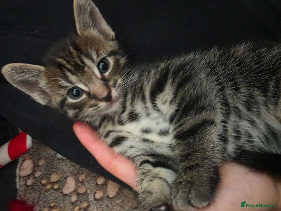 Mixed Breed cats for sale: Beautiful kittens  - Advert 2