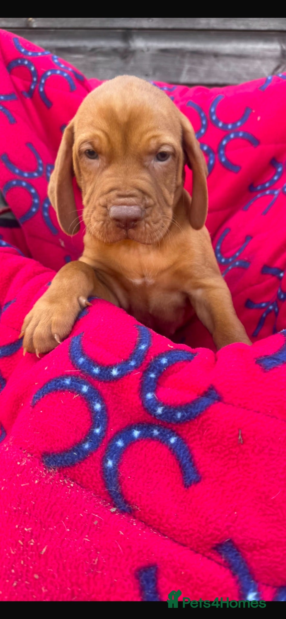 Hungarian Vizsla dogs Outstanding Kc registered Hungarian vizsla - Advert 9