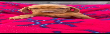 Hungarian Vizsla 1