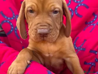 Hungarian Vizsla dogs Outstanding Kc registered Hungarian vizsla - Advert 1
