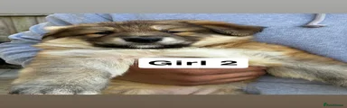 German Shepherd 2