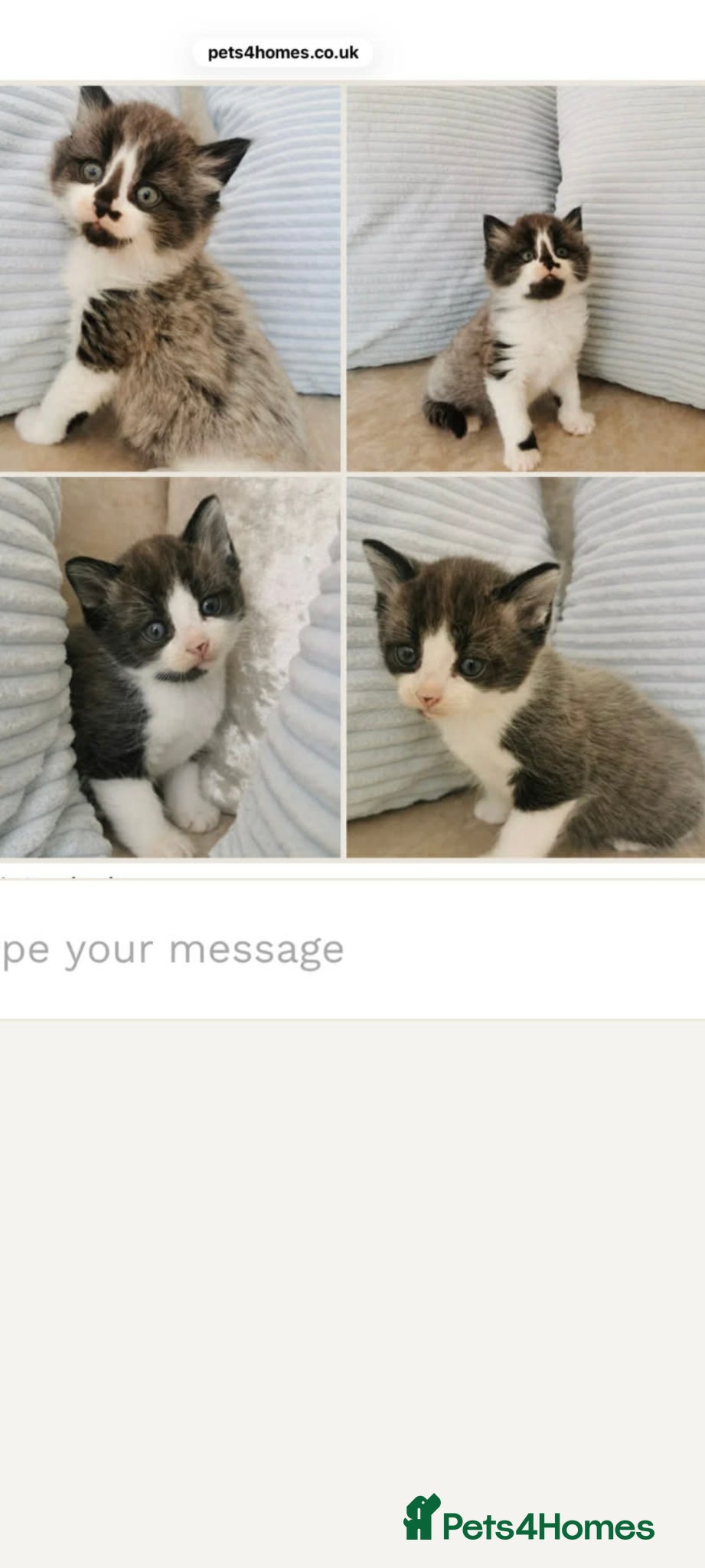 Maine Coon cats for sale: Mum Is Maine Coon x Ragdoll and dad mixed breed - Advert 1