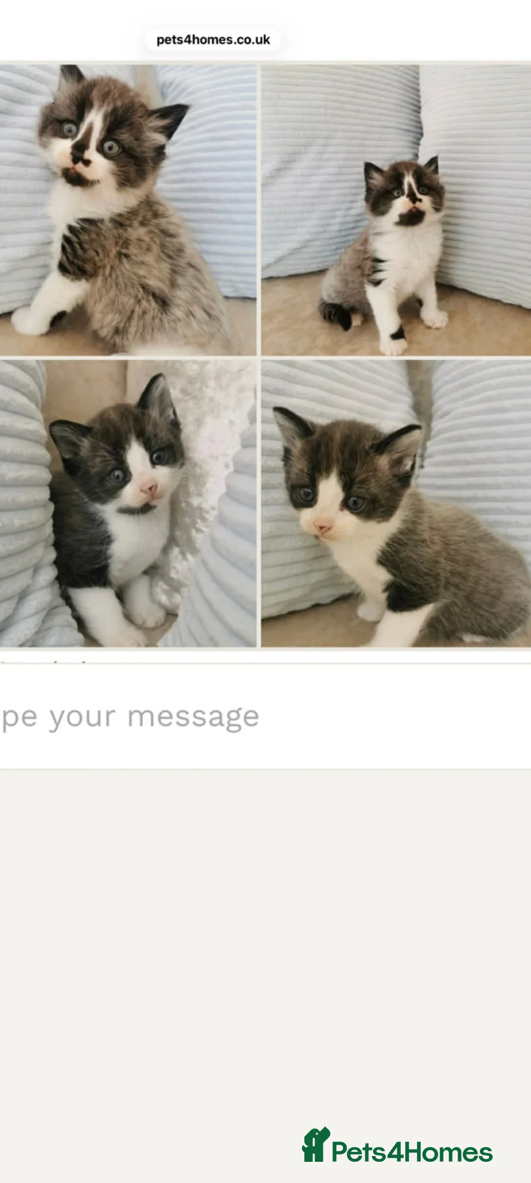 Maine Coon cats for sale: Mum Is Maine Coon x Ragdoll and dad mixed breed - Advert 1