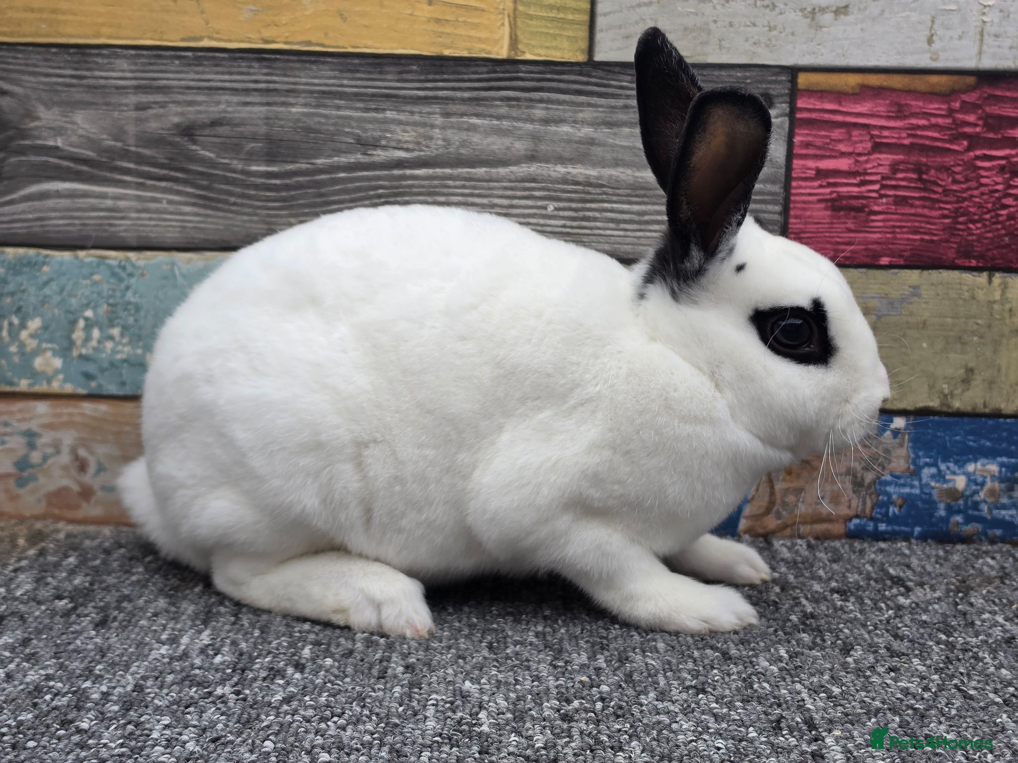 Rex rabbits Mini rex bucks ready now - Advert 1