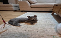 British Shorthair cats for sale: Male British Shorthair kittens - Image 2