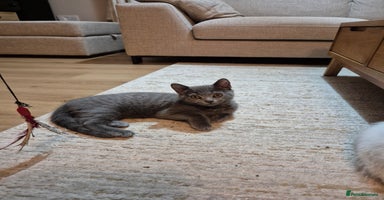 British Shorthair cats - Advert 9