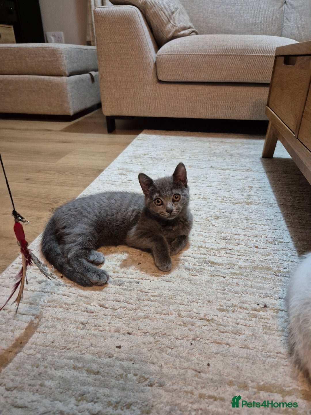 British Shorthair cats for sale: Male British Shorthair kittens - Image 2