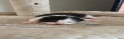 Domestic Shorthair cats for sale: 6 kittens  - Advert 6