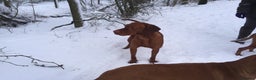 Hungarian Vizsla dogs for stud: Show Champion KC Reg Hungarian Vizsla for Stud in Brampton - Advert 10