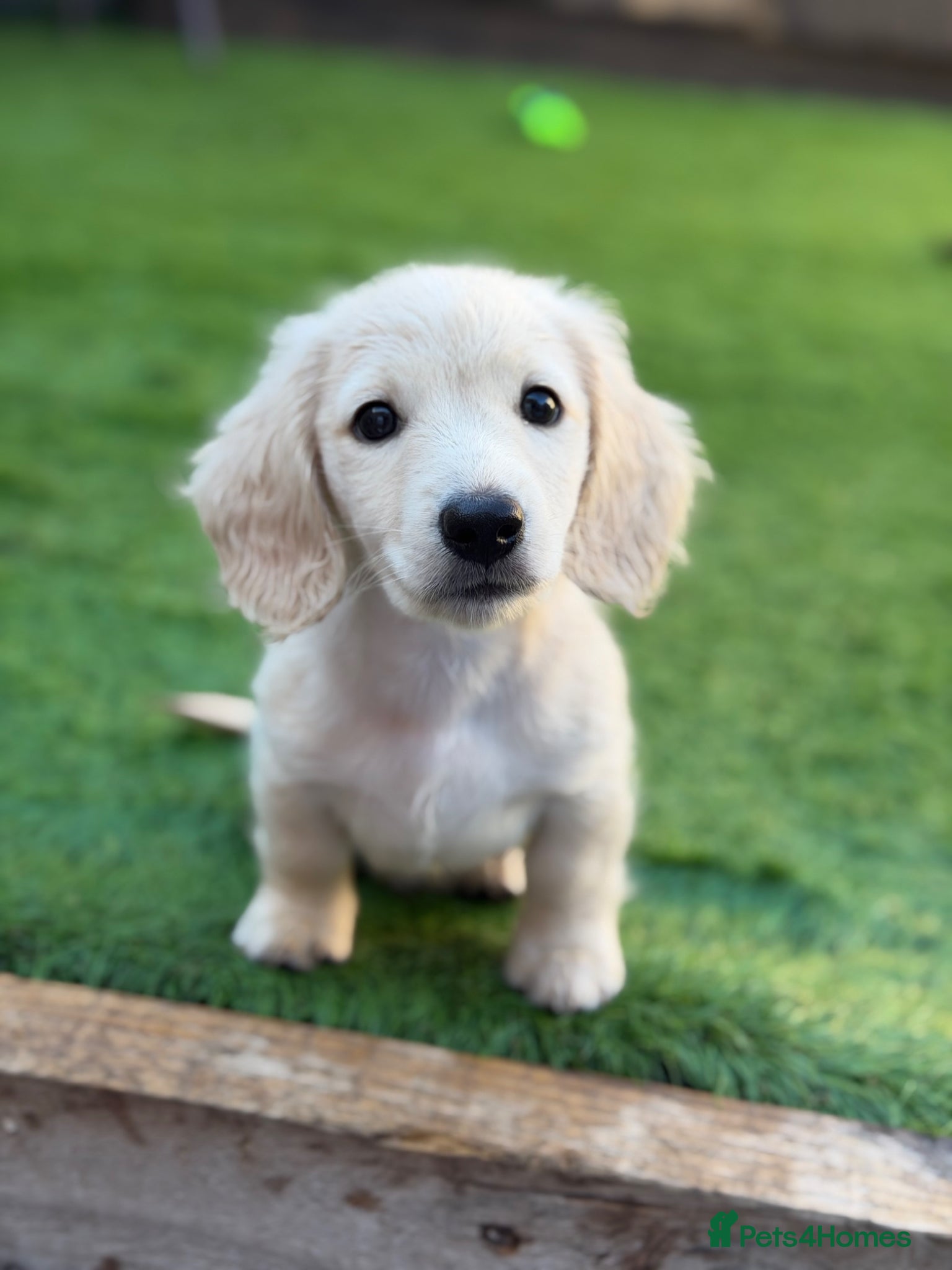 Miniature Dachshund dogs Long haired intense cream miniature dachshund boy - Advert 1