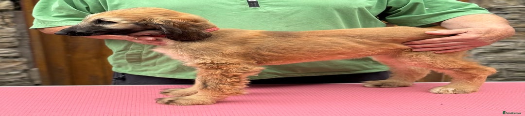Afghan Hound Puppy 4