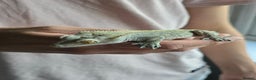 Gecko reptiles for sale: Male Crested Gecko  - Advert 1