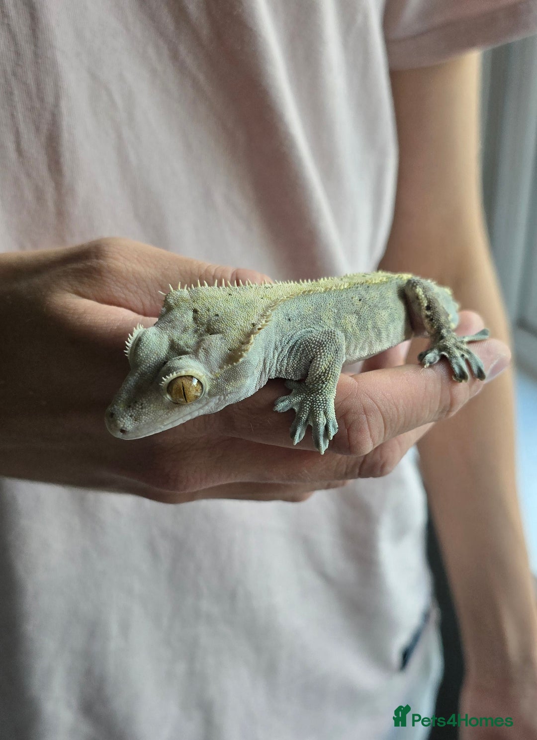 Gecko reptiles for sale: Male Crested Gecko  - Image 1