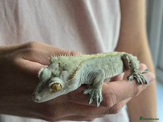 Gecko reptiles - Advert 1