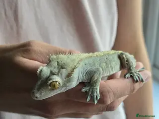 Gecko reptiles Male Crested Gecko - Advert 3