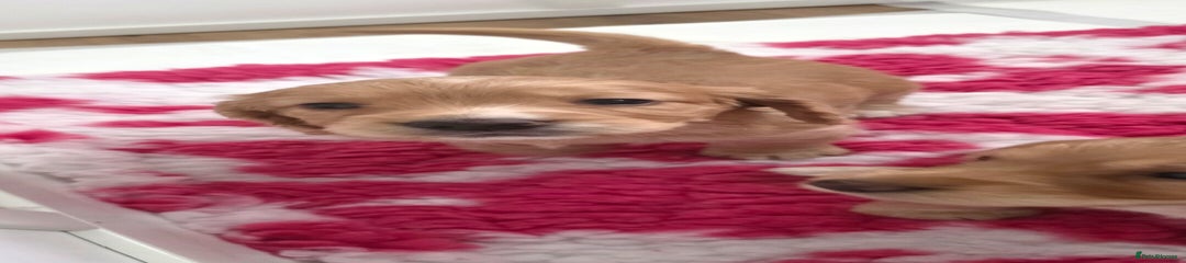 Cocker Spaniel Puppy 3