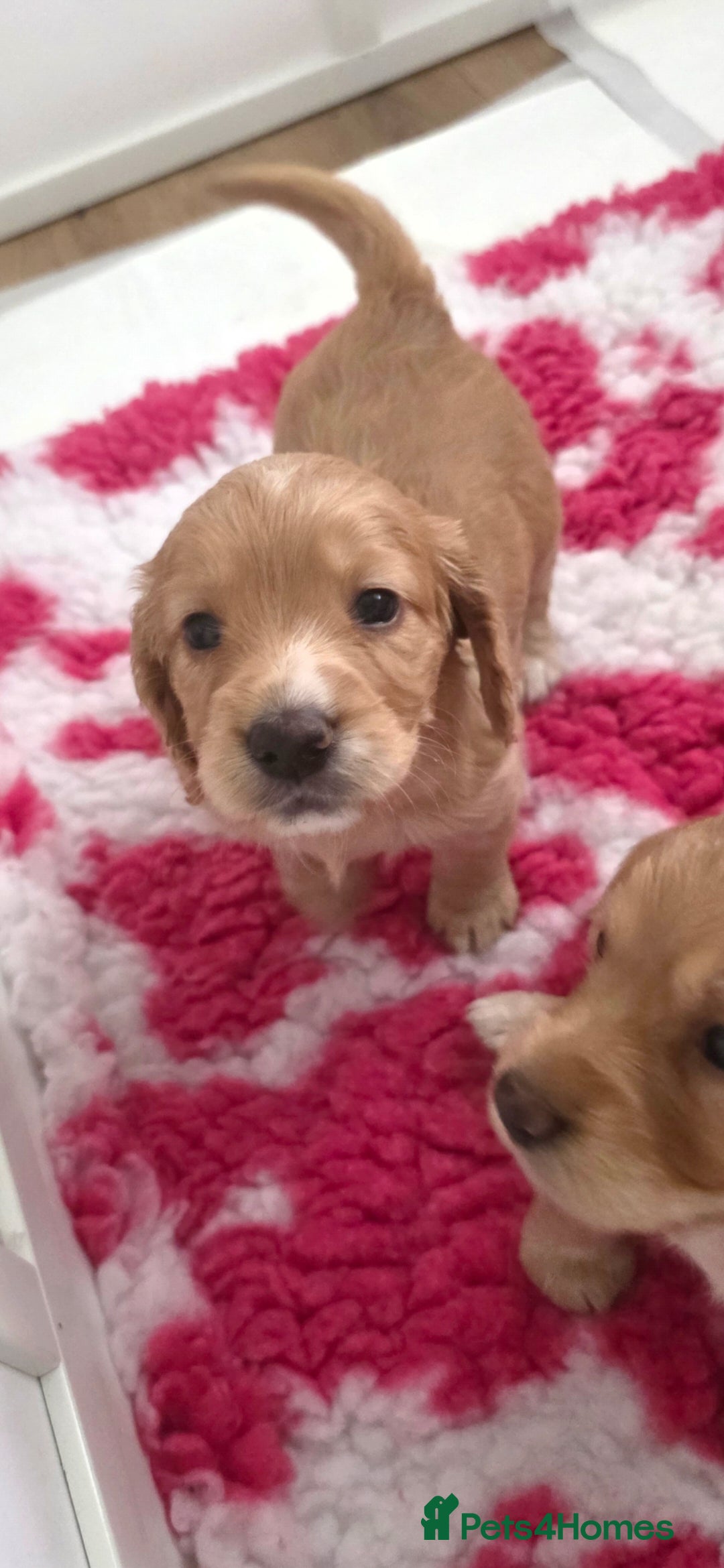 Cocker Spaniel dogs for sale: Working Cocker Spaniel Puppies - Image 26