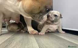 French Bulldog dogs for sale: French bulldog puppies with lilac and merle  - Image 20