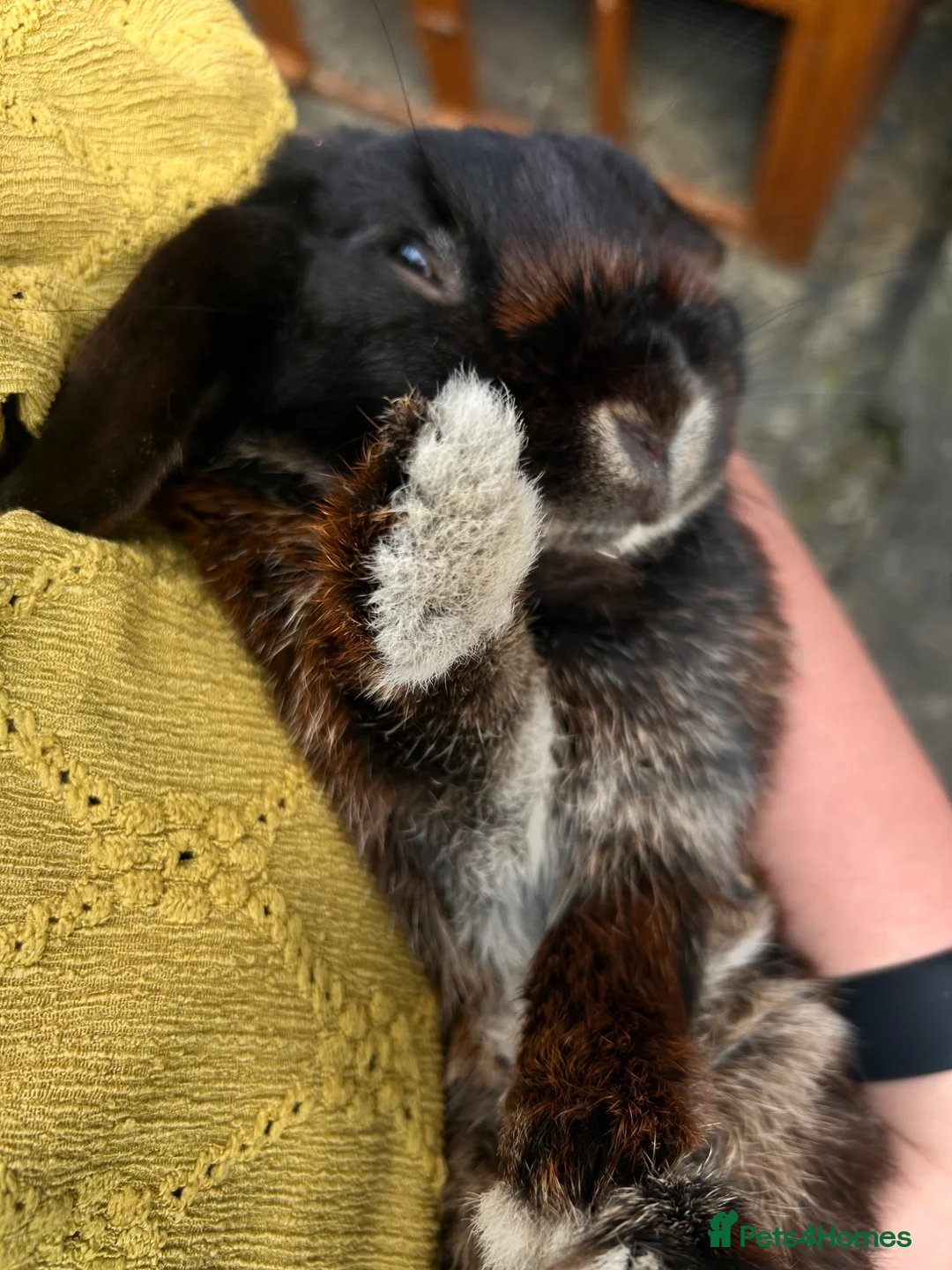 Mini Lop rabbits for sale: Gorgeous male black rabbit  in Swansea - Advert 2