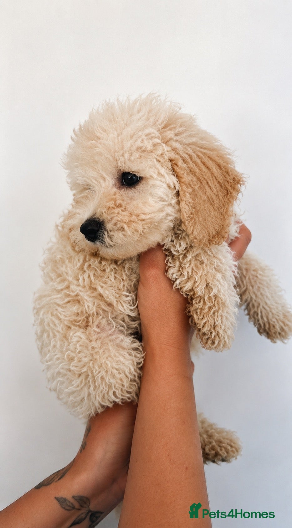 Cockapoo dogs 2 Cockapoo puppies ready to go  - Advert 4