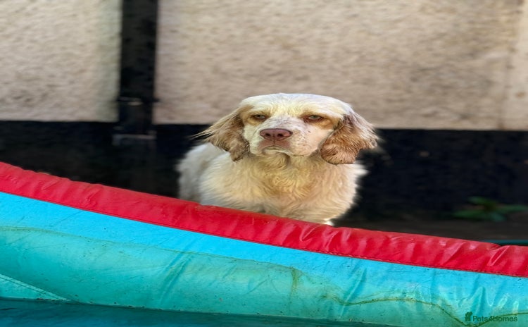 Clumber Spaniel dogs - Advert 1