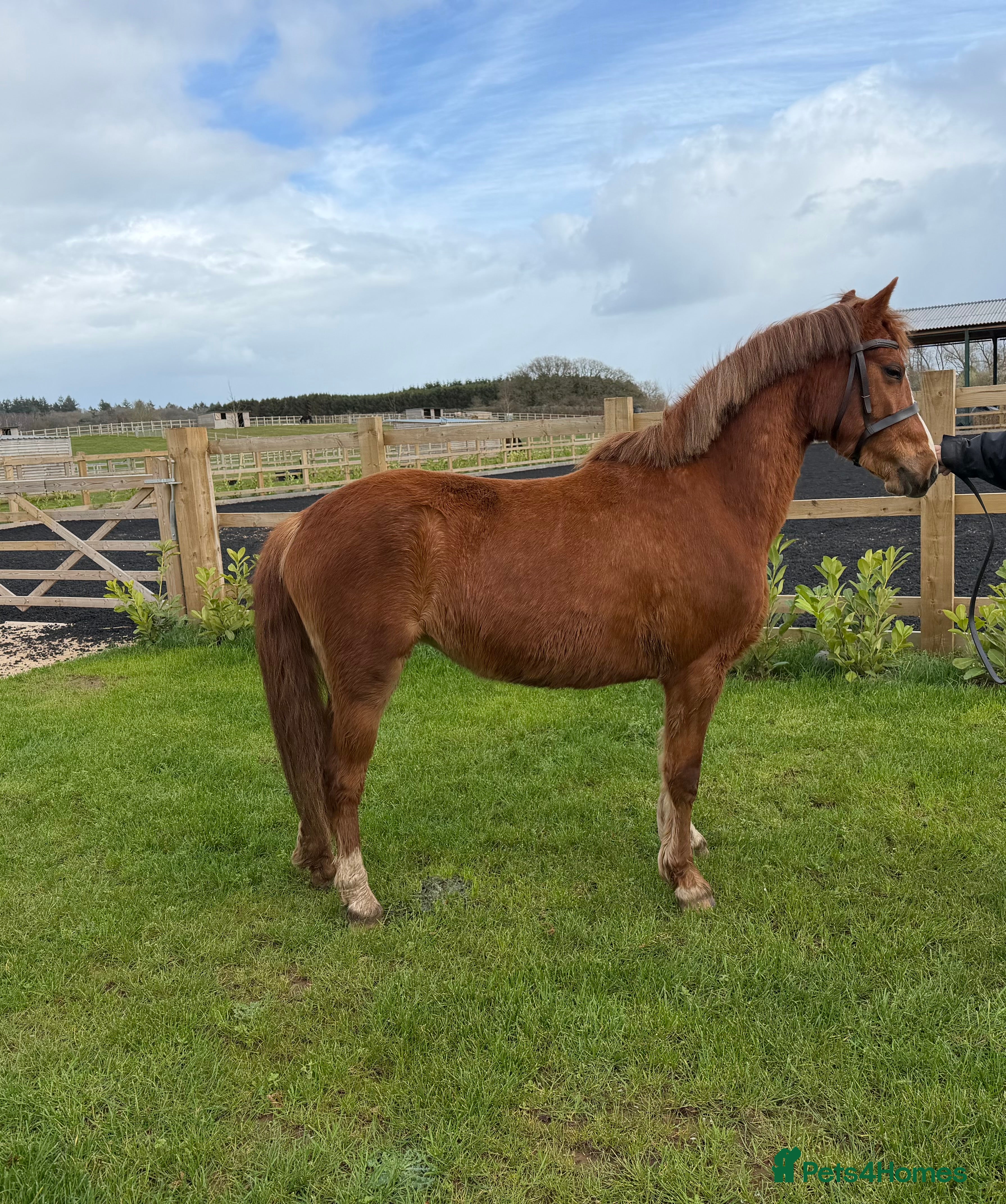 Welsh Section B horses GRANGE BANK LUCKY LADY  - Advert 3