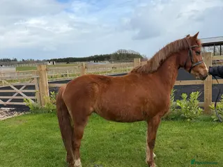 Welsh Section B horses GRANGE BANK LUCKY LADY - Advert 3