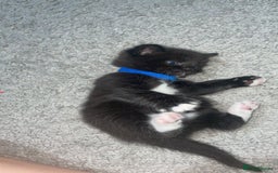 Mixed Breed cats for sale: 3 Male kittens  - Image 11