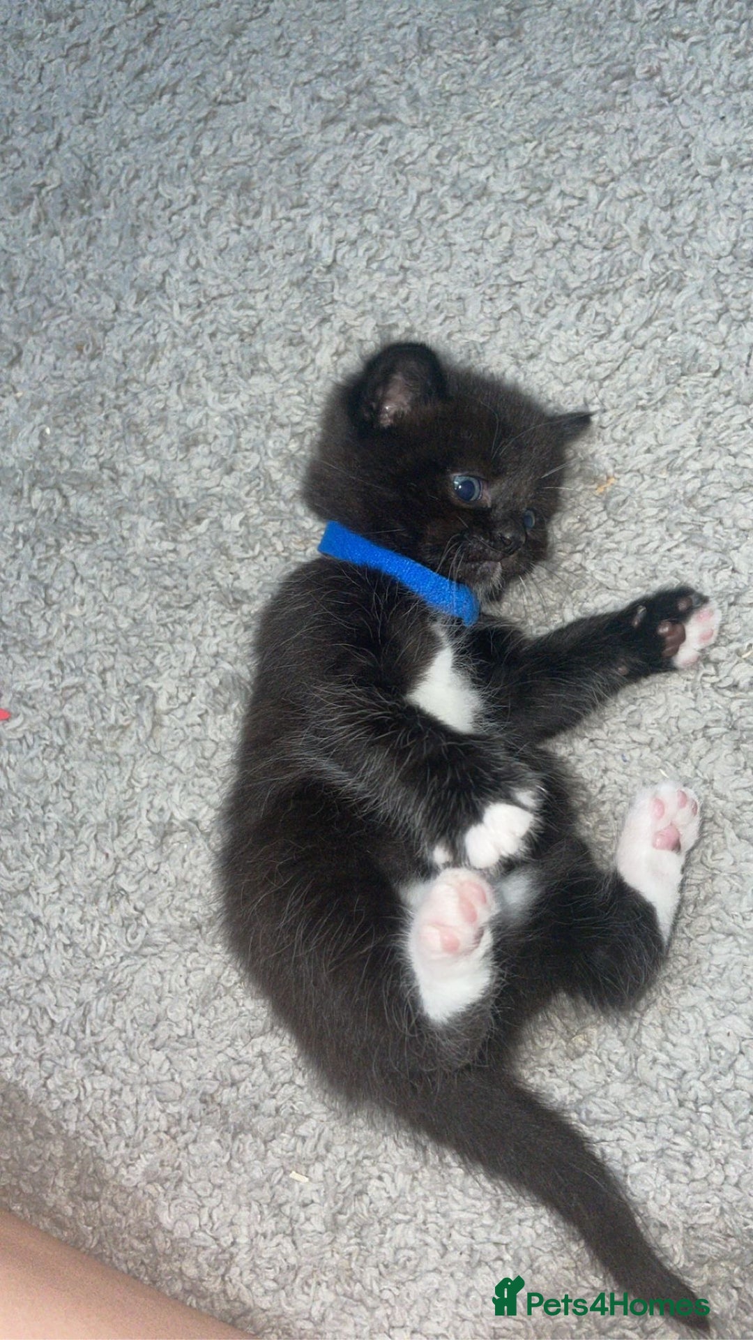 Mixed Breed cats for sale: 3 Male kittens  - Image 11