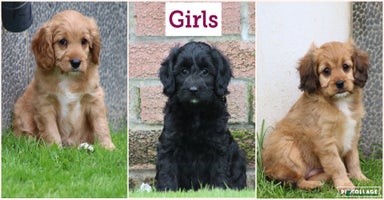 Cavapoo dogs - Advert 6