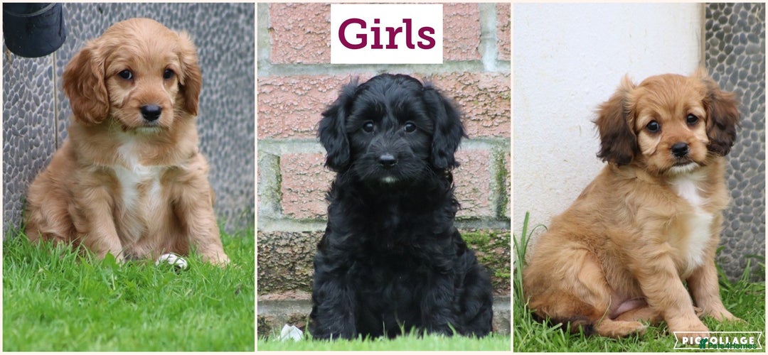 Cavapoo dogs for sale: F1 Cavapoo puppies for sale - Image 3