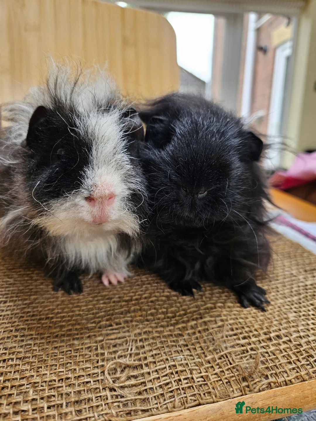 Guinea Pig rodents for sale: Pair of Male guinea pigs  - Advert 2