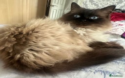Ragdoll cats for sale: Seal point ragdoll cat  - Image 1