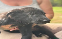 German Shepherd dogs for sale: German shepherd puppies ready to leave now - Image 12