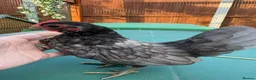 Chickens poultry for sale: Serama chickens for sale  - Advert 5