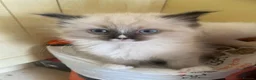 Ragdoll cats for sale: Rare Ragdoll kittens  - Advert 3
